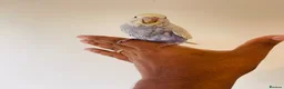 Budgerigars birds for sale: Hand reared budgies for sale  - Advert 11