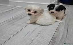 Cavachon dogs for sale: Cavachon puppies  - Image 3
