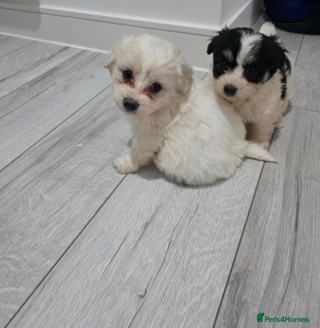 Cavachon dogs for sale: Cavachon puppies  - Image 3