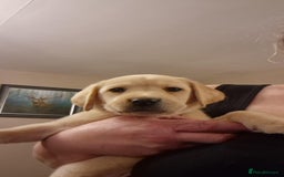 Labrador Retriever dogs for sale: Labrador puppies  - Image 4