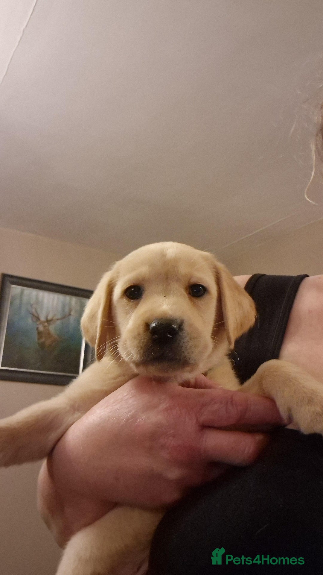 Labrador Retriever dogs for sale: Labrador puppies  - Image 4