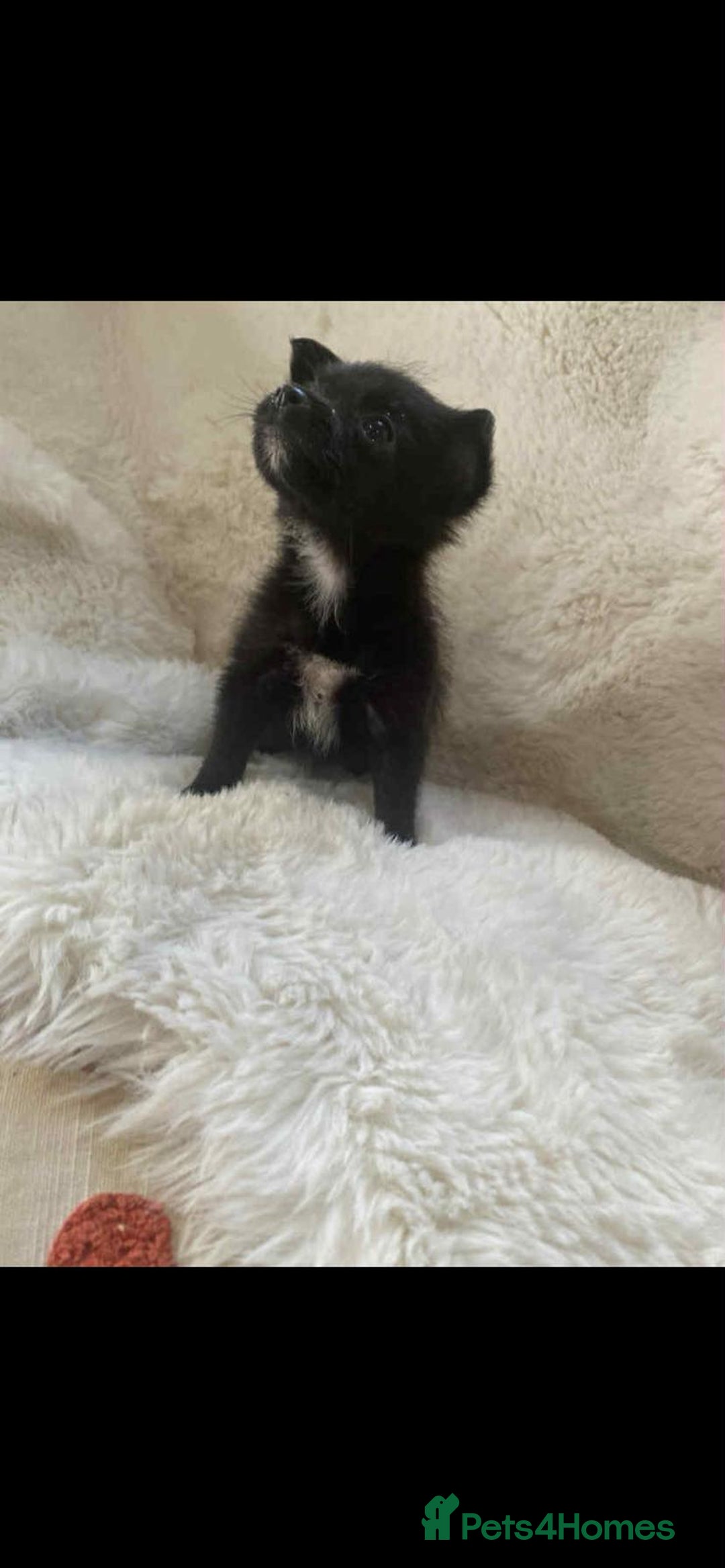 Pomchi dogs for sale: Beautiful pomchi for sale 🥹 - Image 5