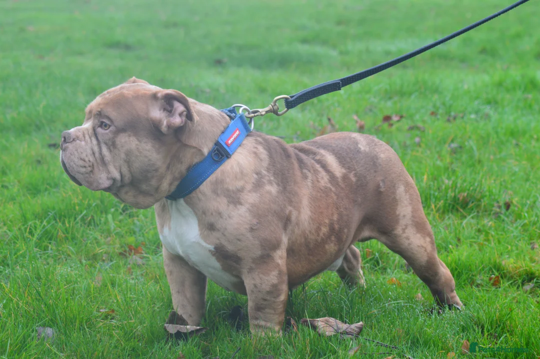 American Bully dogs for stud: Chocolate merle carrying blue and tan  in Spalding - Advert 7