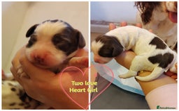 English Springer Spaniel dogs for sale: 🌟 Beautiful Springer Spaniel Litter - Image 35