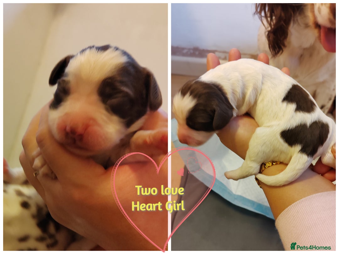 English Springer Spaniel dogs for sale: 🌟 Beautiful Springer Spaniel Litter - Image 35