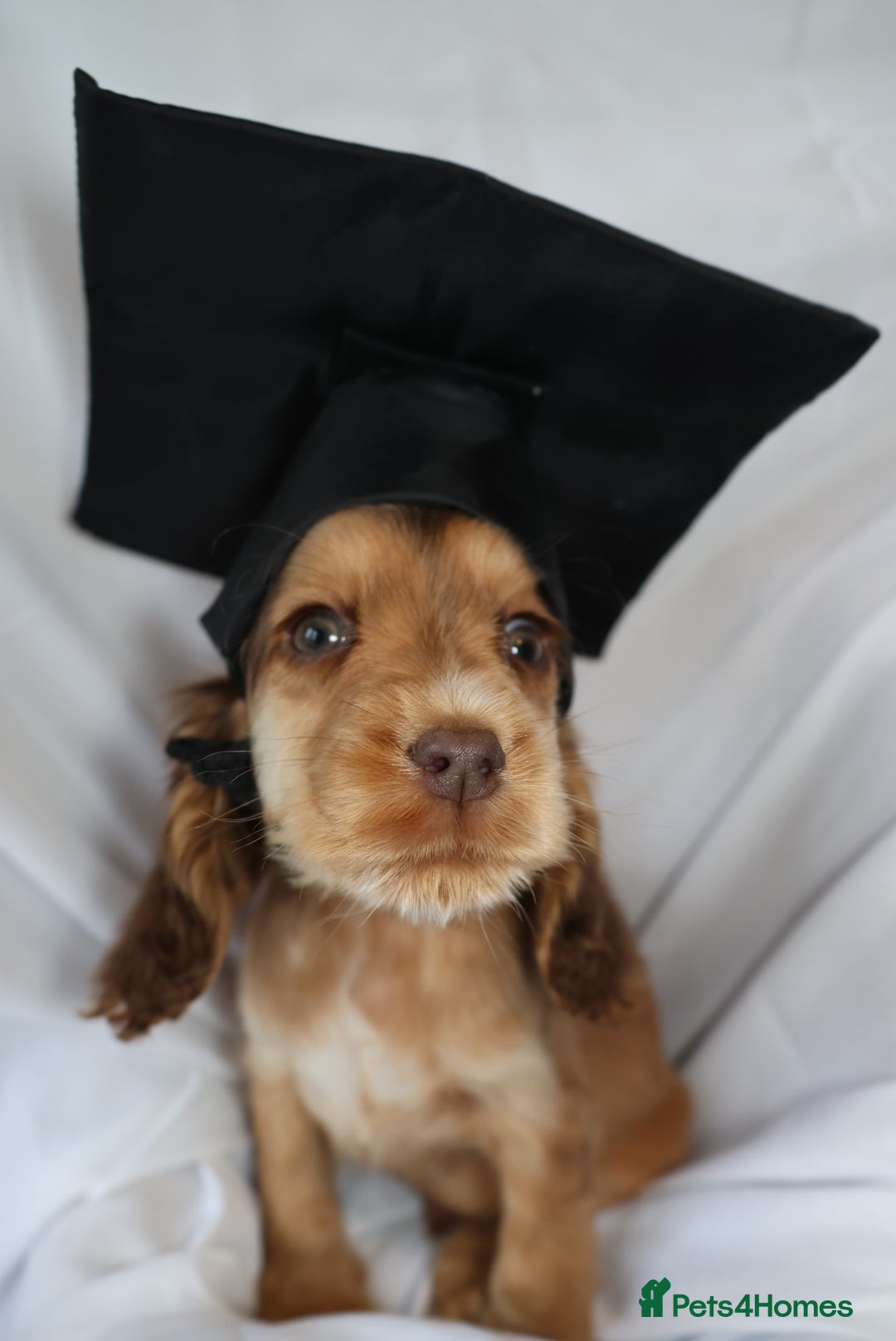 Cocker Spaniel dogs for sale: Championline Cocker Spaniel - Advert 28