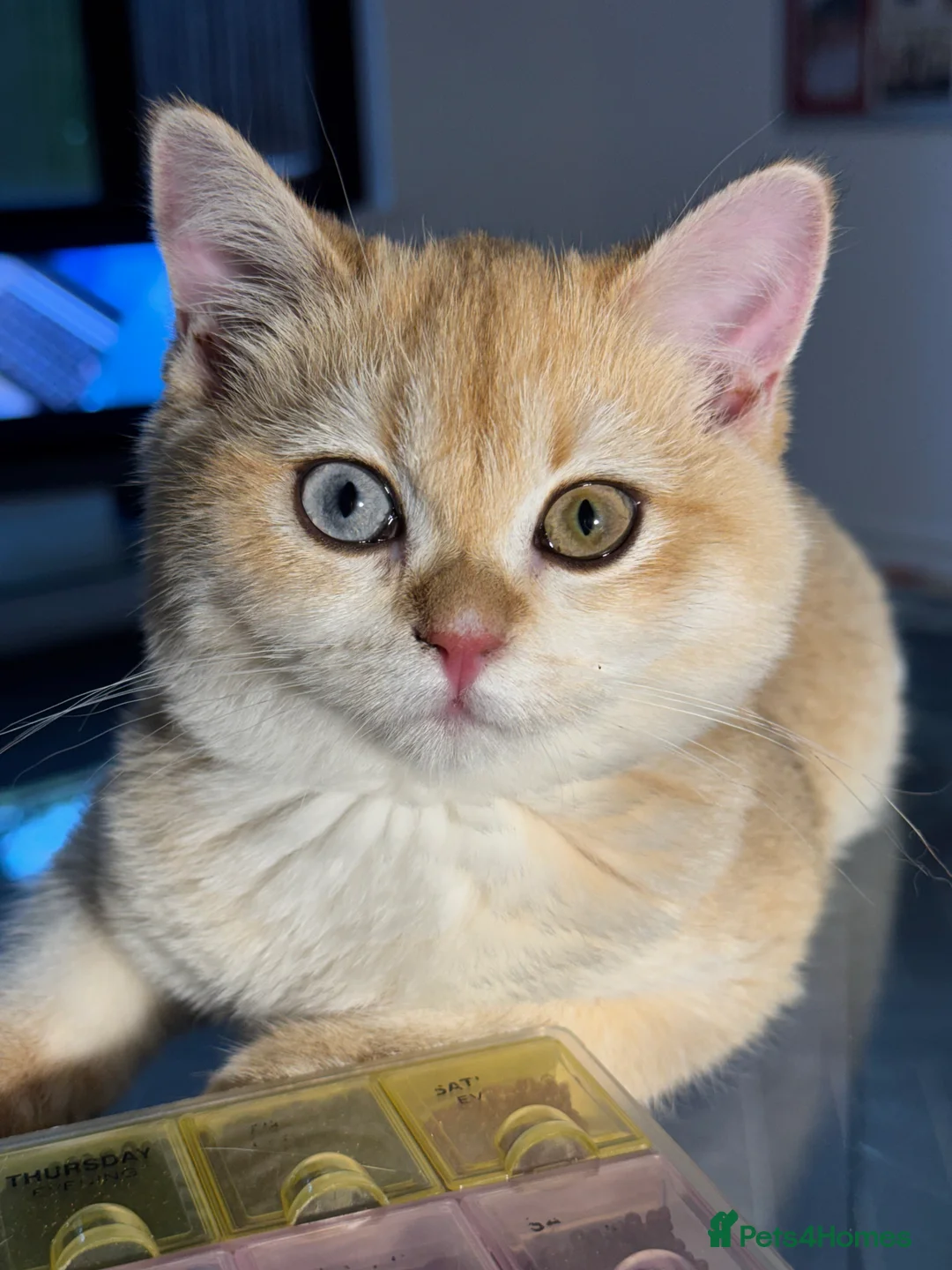 British Shorthair cats for sale: GCCF BSH Active Black Golden Odd Eyes Female Breed - Advert 3