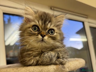 Persian cats Golden Shaded Persian – Microchipped & Vaccinated - Advert 2