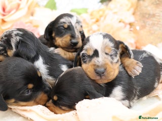 Miniature Dachshund dogs KC Miniature Dachshund Puppies - Advert 7