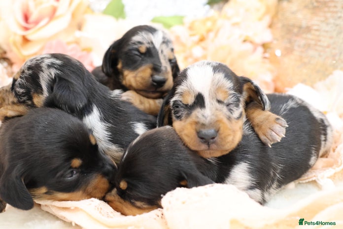 Miniature Dachshund dogs KC Miniature Dachshund Puppies - Advert 14