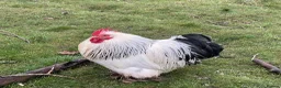 Chickens poultry for sale: Stolen Flock PLEASE HELP RARE BANTAMS  - Advert 14