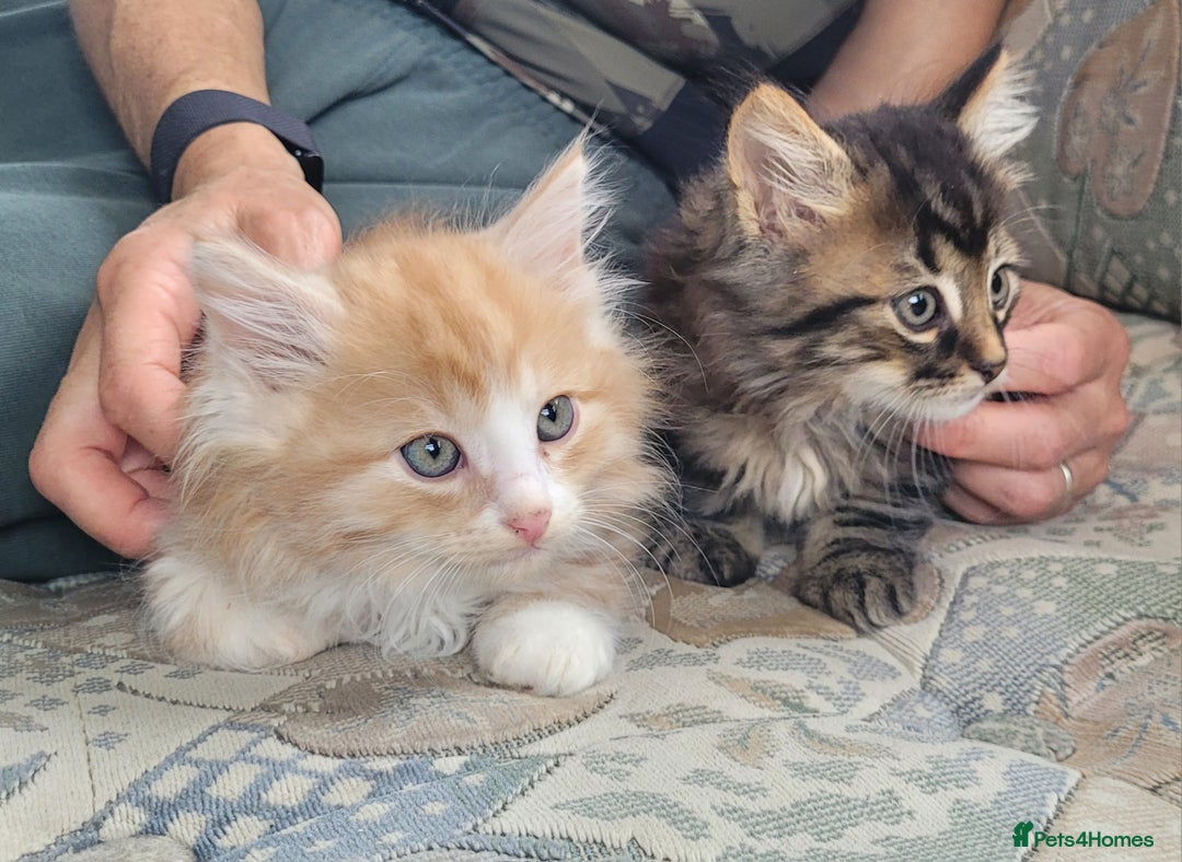 Siberian cats for sale: Hypoallergenic Traditional Siberian kittens  - Image 6