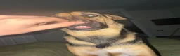 Mixed Breed dogs for sale: Roxy ❤️ A devoted girl looking a home (urgent) - Advert 6