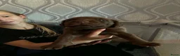 Mixed Breed dogs for sale: Pups for sale  in Falkirk - Advert 11