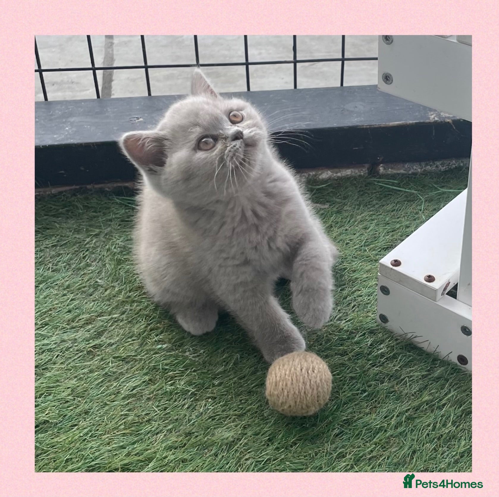 British Shorthair cats Beautiful lilac GCCF kitten - Advert 1