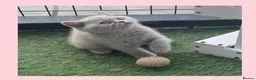 British Shorthair cats for sale: Beautiful lilac GCCF kitten - Advert 6