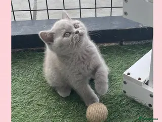 British Shorthair cats Ready Now GCCF British shorthair kitten - Advert 1