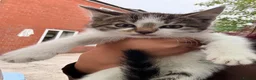 Mixed Breed cats for sale: 1 girl fluffy tabby - Advert 9