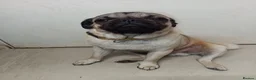 Pug dogs for sale: Pugs  - Advert 13