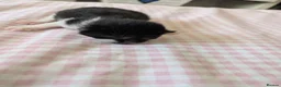 Mixed Breed cats for sale: Five Beautiful kittens  in Billingham - Advert 12