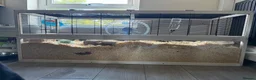 Hamster rodents for sale: Syrian hamster  - Advert 3