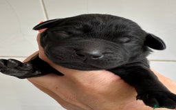Labrador Retriever dogs for sale: Labrador puppies from health tested parents  - Image 7
