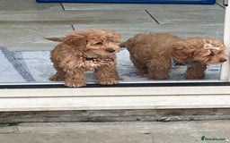 Cockapoo dogs for sale: F1 Cockapoo boys and girls - Image 7