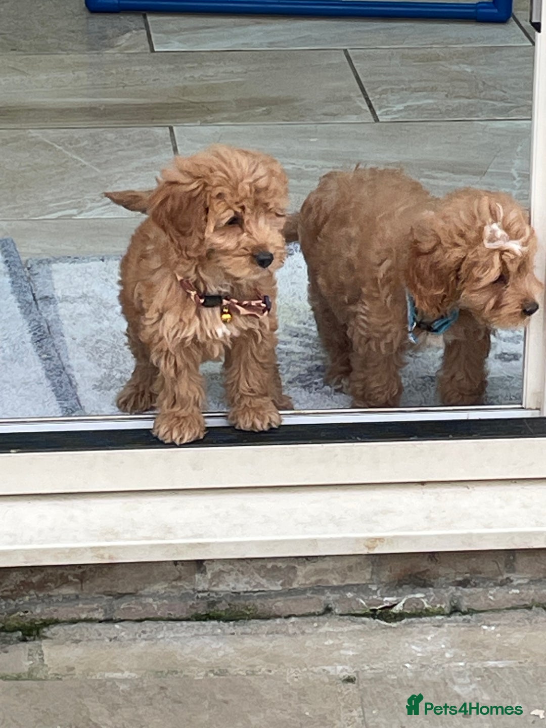 Cockapoo dogs for sale: F1 Cockapoo boys and girls - Image 7