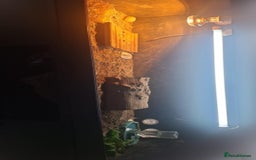 Tortoise reptiles for sale: Male tortoise  - Image 4