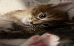 Maine Coon cats for sale: Purebred Maine Coon kittens - Image 12