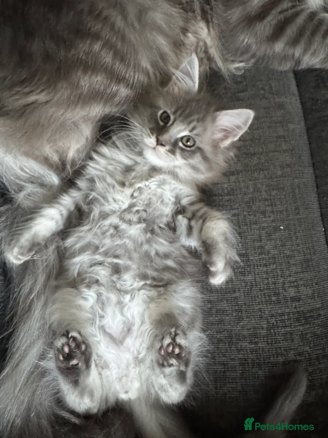 Maine Coon cats for sale: maine coon kittens  - Advert 7