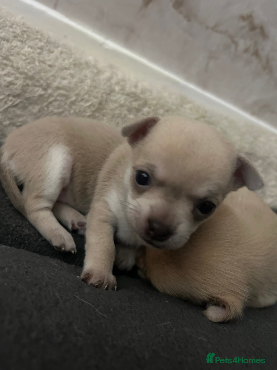 Chihuahua dogs for sale: smooth coat chihuahuas. Only the little boy left  - Advert 22