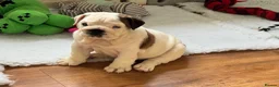 English Bulldog dogs for sale: Beautiful KC Reg Bulldog Puppies - Advert 9