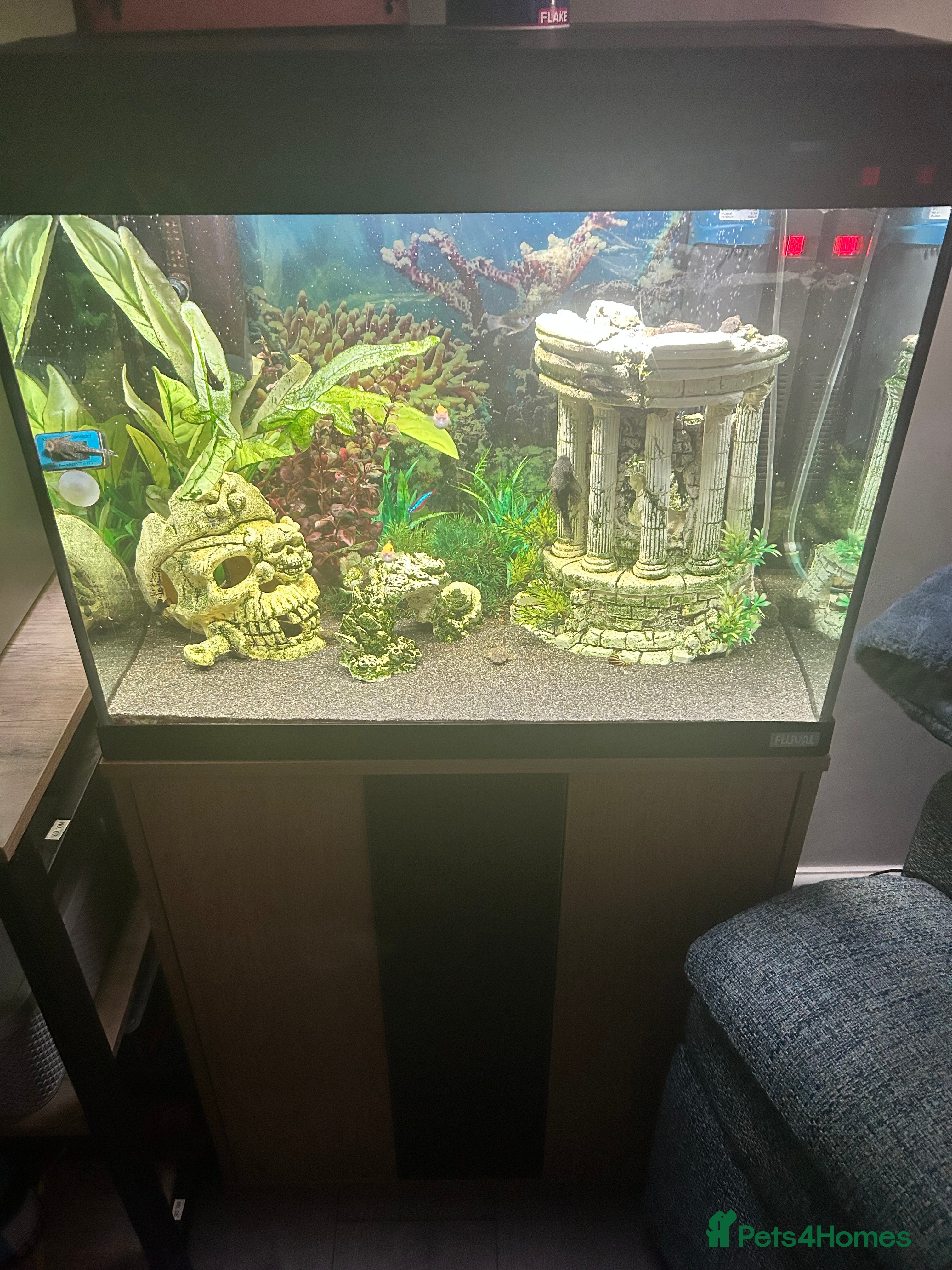 Mollies fish Fluval 90l tropical fish  - Advert 2