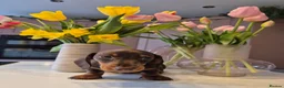 Miniature Dachshund dogs for sale: Adorable KC Pedigree Miniature Dachshund Puppies - Advert 5
