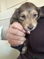 Miniature Dachshund dogs Top quality long haired miniature dachshunds - Advert 3