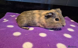 Guinea Pig rodents for sale: Baby guinea pigs  - Advert 2