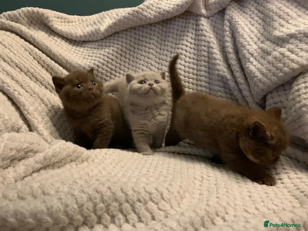British Shorthair cats for sale: GCCF choclate British shorthair kittens READY NOW  - Advert 6