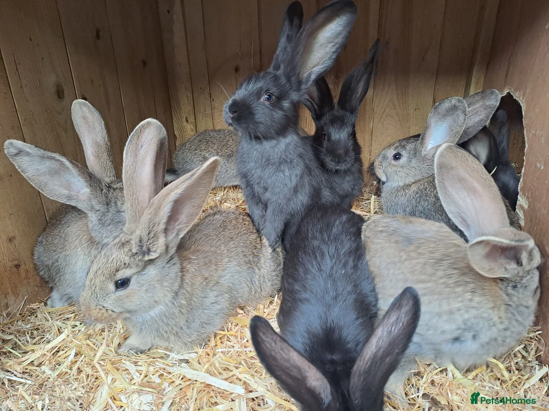 Continental Giant rabbits for sale: 10KG, Brc, show quality kits. MASSIVE  - Advert 2