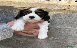 Cavalier King Charles Spaniel dogs for sale: Gorgeous cavalier puppies  - Image 6