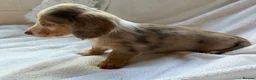 Miniature Dachshund dogs for sale: 2 beautiful dapple girls  - Advert 15