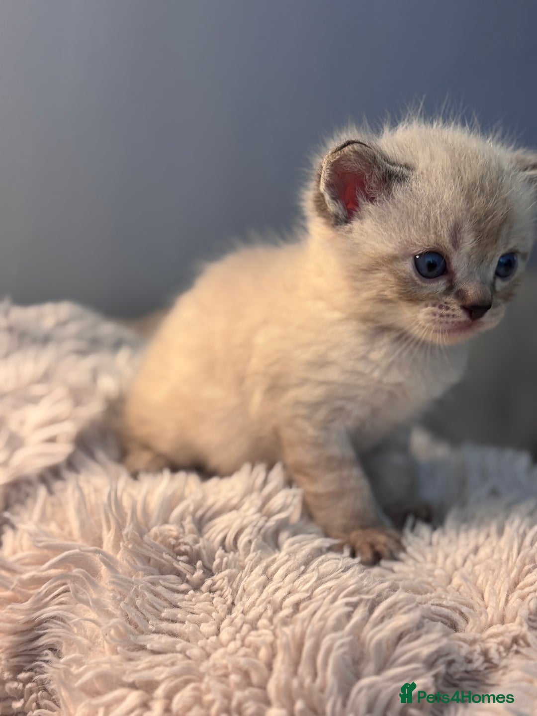 Persian cats for sale: Adorable Persian × Bengal Kittens  - Image 10