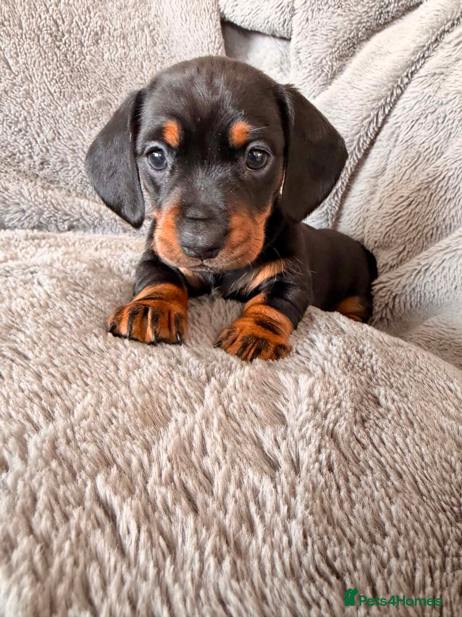 Miniature Dachshund dogs Beautiful KC Registered Miniature Dachshund Girls - Advert 2