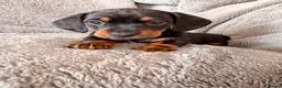 Miniature Dachshund dogs for sale: Beautiful KC Registered Miniature Dachshund Girls - Advert 2