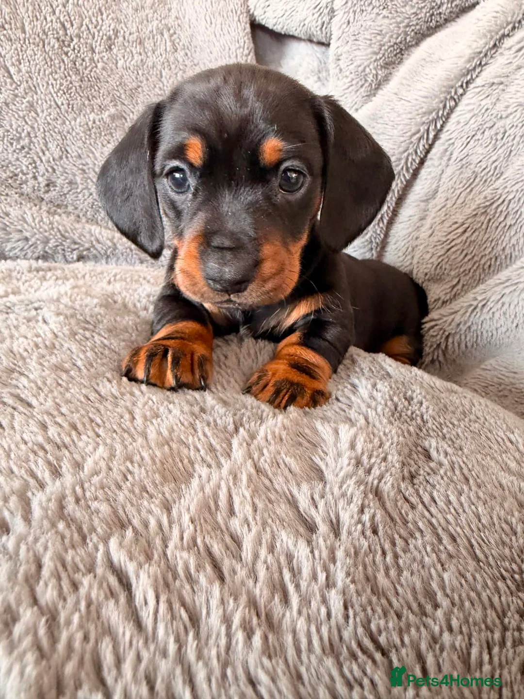 Miniature Dachshund dogs for sale: Beautiful KC Registered Miniature Dachshund Girls - Advert 2