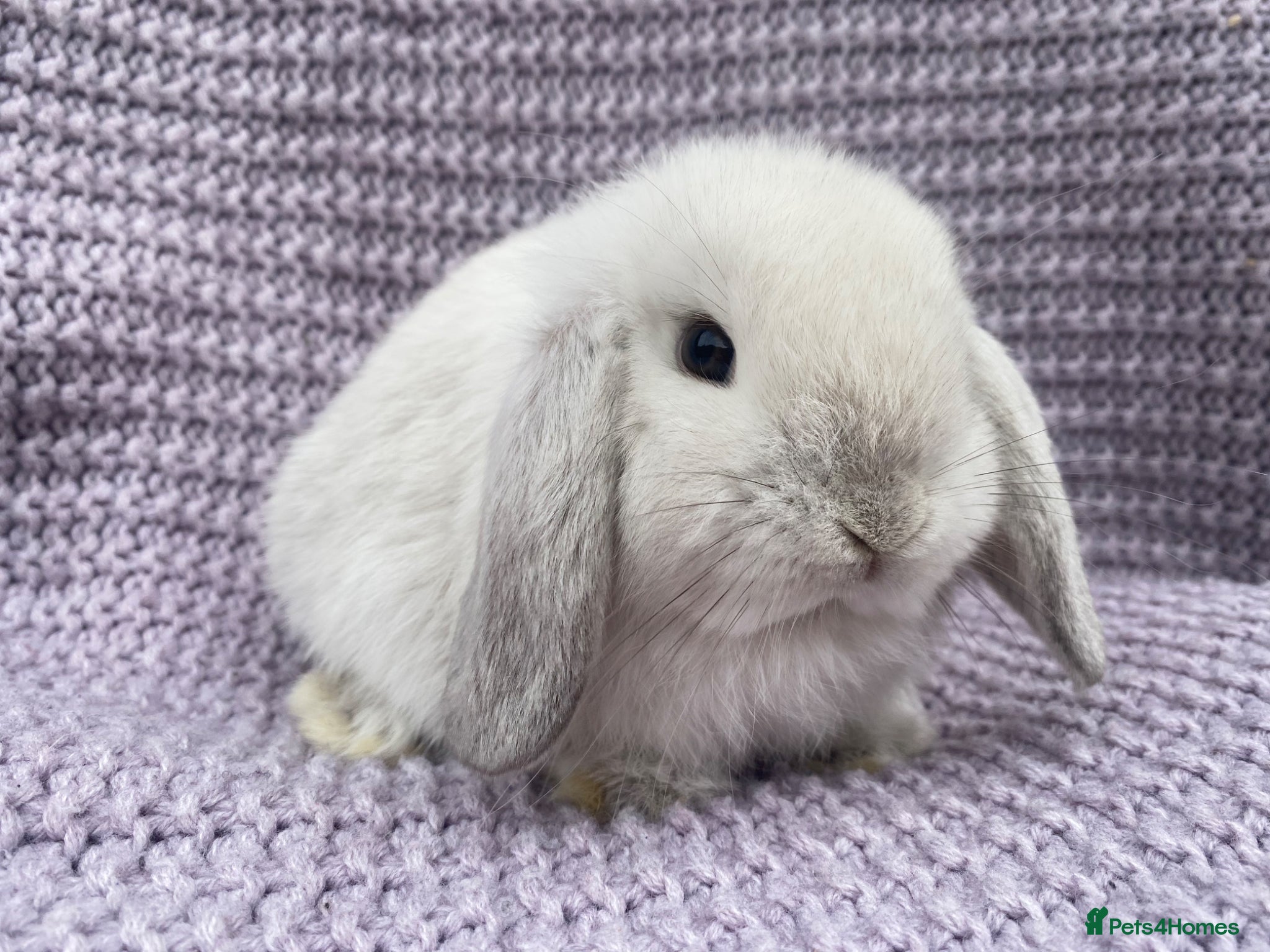 Mini Lop rabbits Mini lop  just boys left - Advert 20