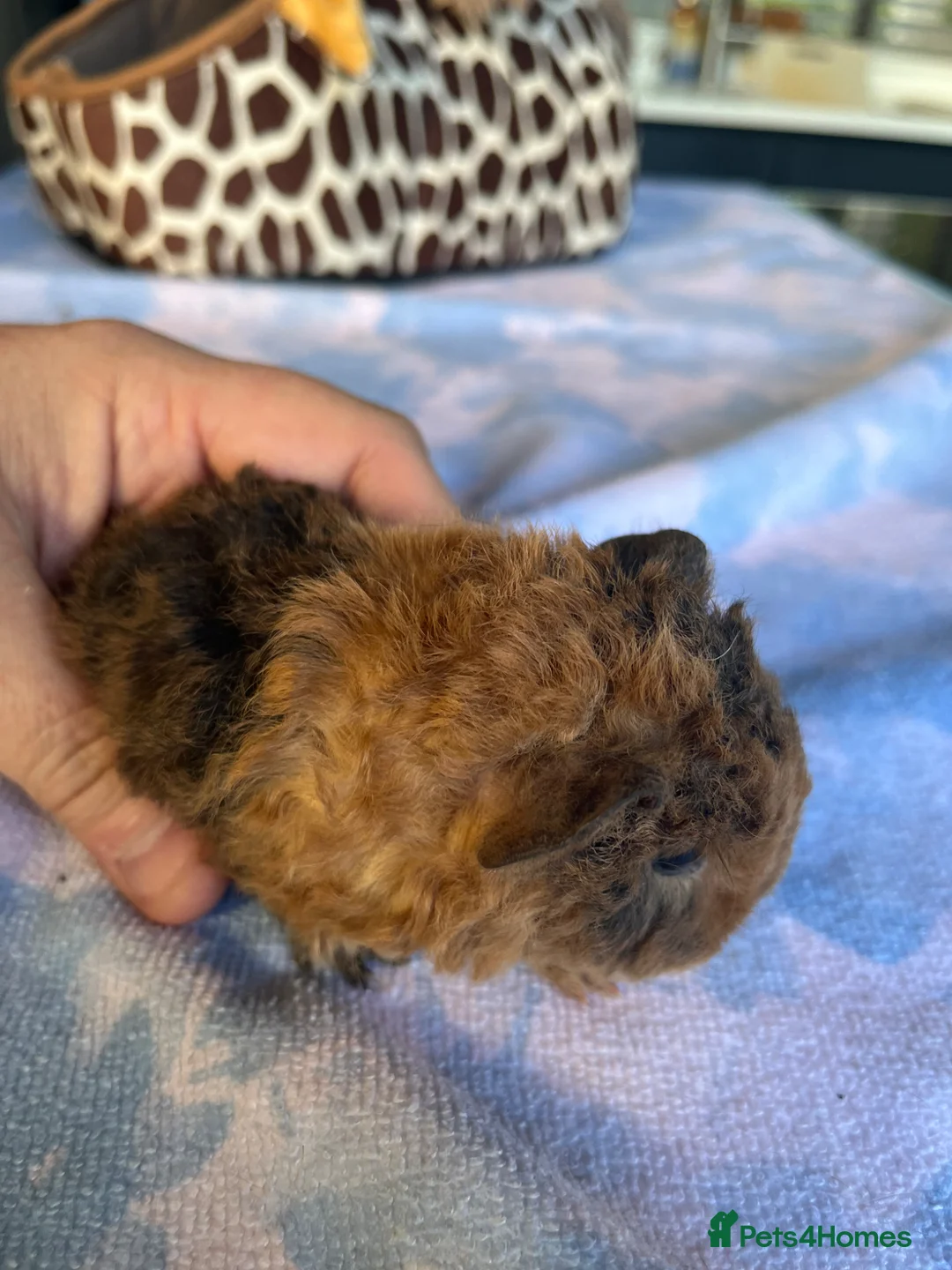 Guinea Pig rodents for sale: Pure bred texel Guinea Pigs - Advert 14