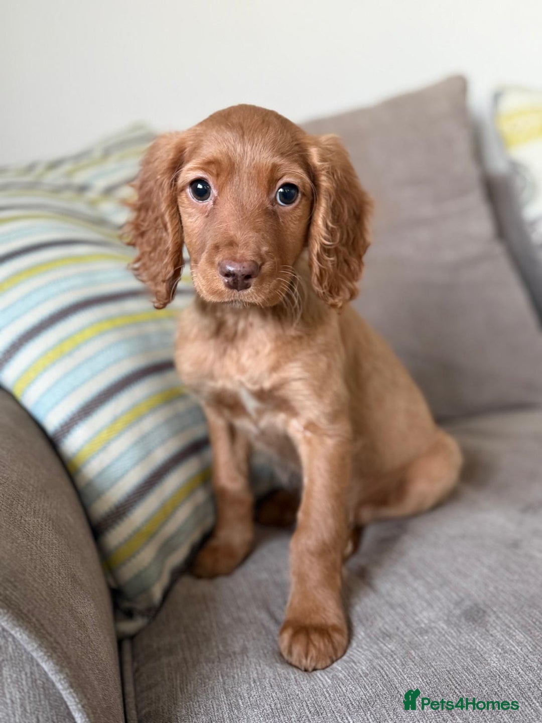 Cockapoo dogs for sale: F1 mixed coloured Cockapoo puppies - Advert 14
