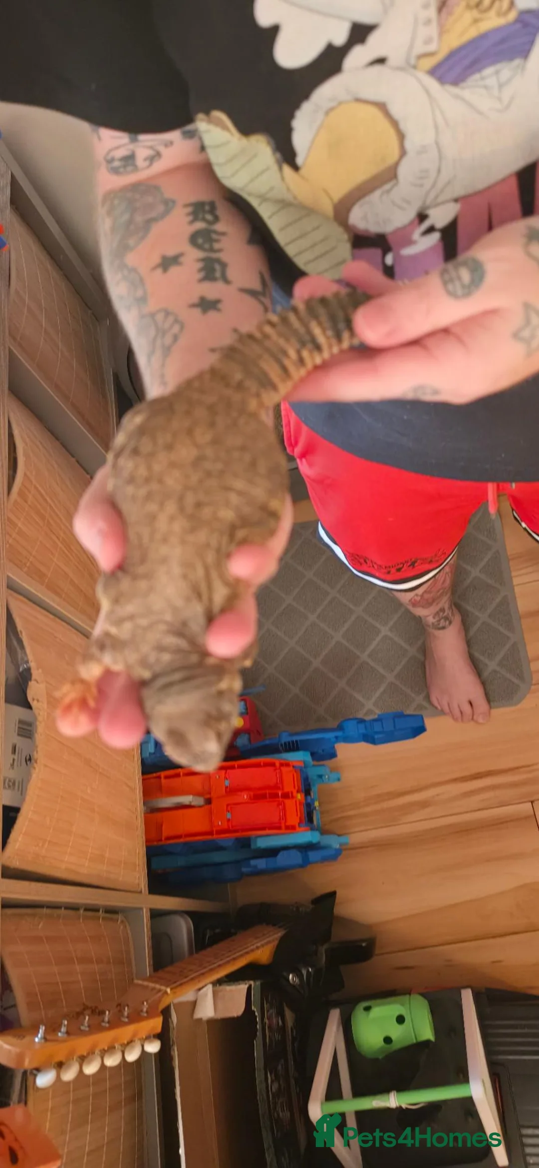 Lizard reptiles for sale: Uromastyx Female in Newport - Advert 4