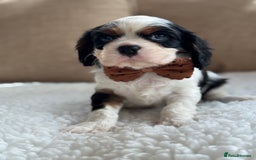 Cavalier King Charles Spaniel dogs for sale: Exstensively Health Tested Cavalier King Charle - Image 6